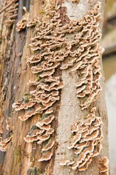 Tree trunk covered with mushrooms Stock Photos