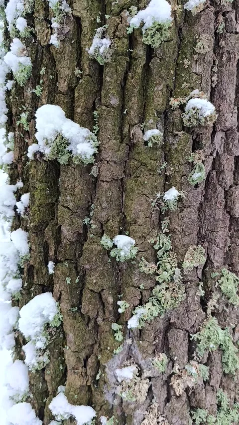 A tree trunk covered in snow and lichen Stock Footage 295617912