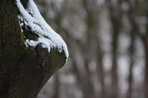  tree trunk covered in snow and moss. Foto stock