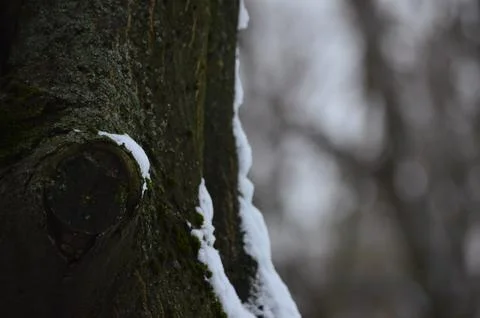 A tree trunk covered in snow and moss.  Stock Photos