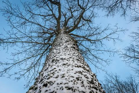 A tree trunk covered in snow, with bare branches extending toward Stock Photos