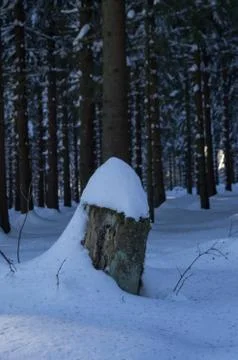 Tree trunk covered in snow Stock Photos