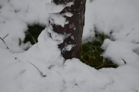 A tree trunk covered in snow. Stock Photos