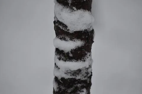 A tree trunk covered in snow.  Stock Photos