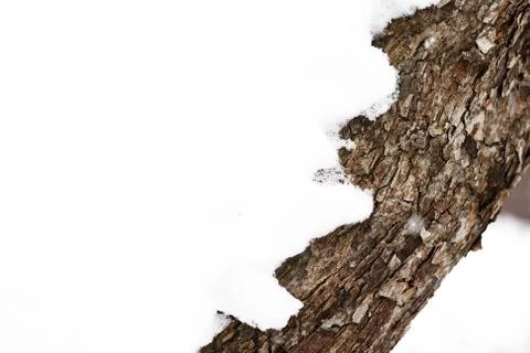 Tree trunk covered with snow in a winter garden close up Stock Photos