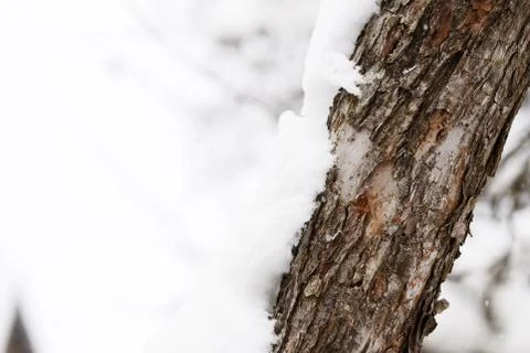 Tree trunk covered with snow in a winter garden close up Stock Photos