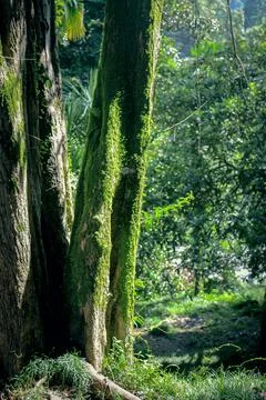 Tree trunk covered with thick green moss in a sunlit forest Stock Photos