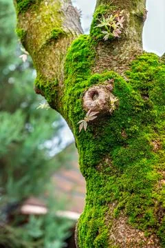 Tree trunk covered with vibrant green moss and delicate new leaf growth Stock Photos