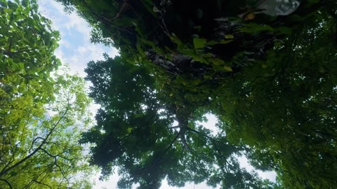 Tree Trunk Covered with Vines in a Lush Green Park Stock Footage 314194329