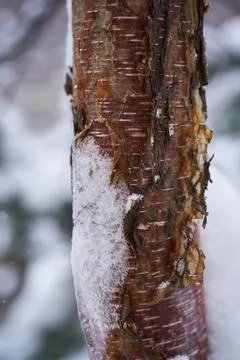 A tree trunk covered with white fluffy snow. Background. Stock Photos