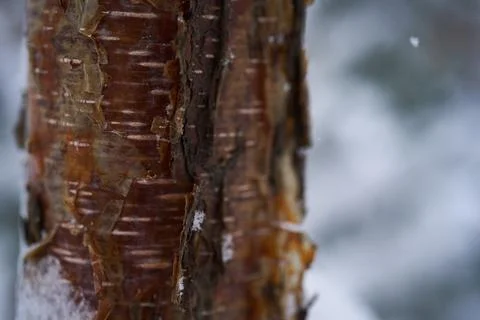 A tree trunk covered with white fluffy snow. Background. Stock Photos