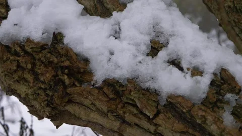 Tree trunk covered in winter snow Stock Footage 159784772
