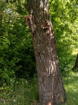 Tree trunk with a cow's skull Stock Photos