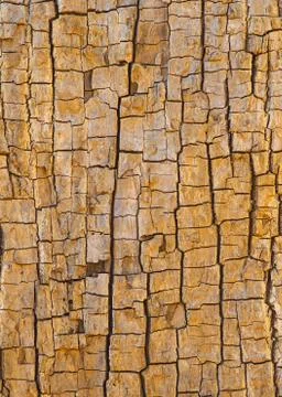 Tree trunk with cracked bark background photograph. Stock Photos