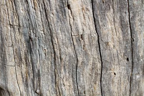 Tree trunk with cracks and holes in a close up view Stock Photos