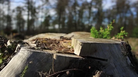 Tree trunk crane shot Stock Footage 75070564