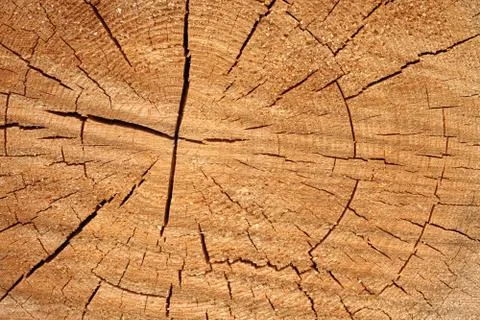 Tree trunk cross as background Foto stock