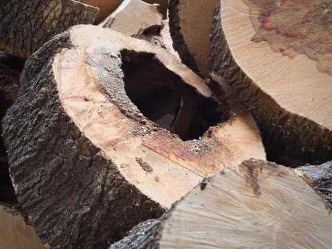 Tree trunk cross section 2 Stock Photos