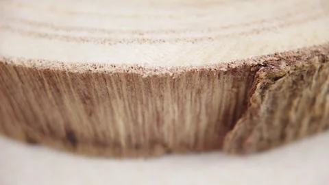 Tree Trunk Cross-Section: Bark Details in the Foreground Video stock 277910851