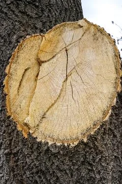 Tree Trunk Cross Section Close-Up Stock Photos