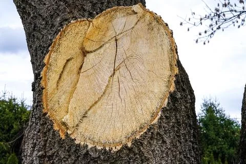 Tree Trunk Cross Section Close-Up Stock Photos