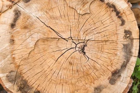 Tree Trunk Cross Section Cut Stock Photos