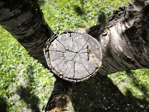 Tree trunk cross-section green grass view Stock Photos