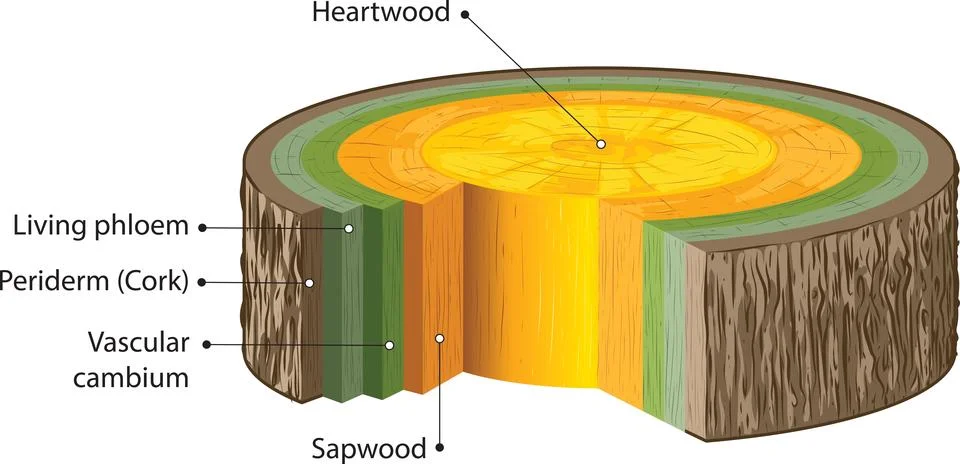Tree trunk cross-section Stock Illustration