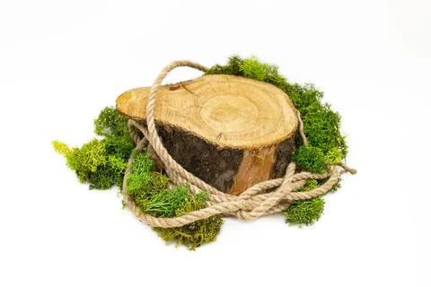 Tree trunk cross section with jute rope, and lichen  ,empty backdrop settin.. Stock Photos