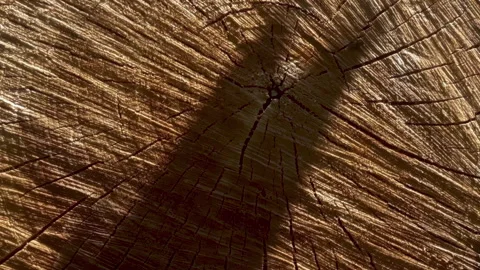 Tree Trunk Cross-Section Macro: Annual Rings as a Concept of Time and History. Stock Footage 316069339