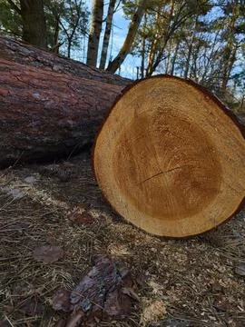 Tree Trunk Cross Section with Natural Texture Stock Photos