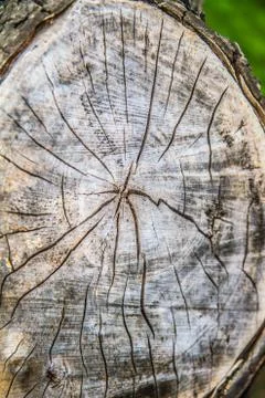 Tree trunk cross section Stock Photos