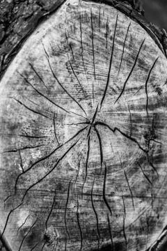 Tree trunk cross section Stock Photos