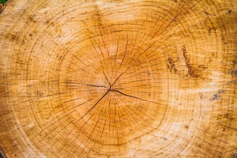 Tree trunk cross section Stock Photos