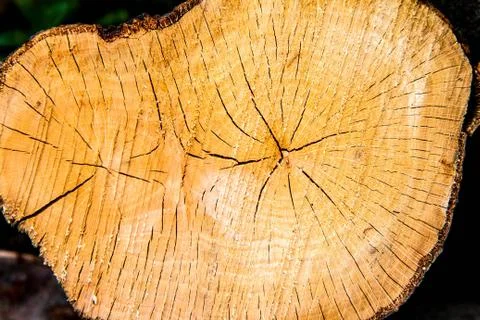 Tree trunk cross section Foto stock