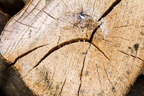 Tree trunk cross section Stock Photos