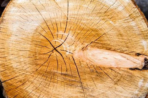 Tree trunk cross section Stock Photos