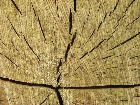 Tree trunk, cross section 스톡 사진