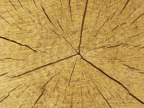 Tree trunk, cross section Stock Photos