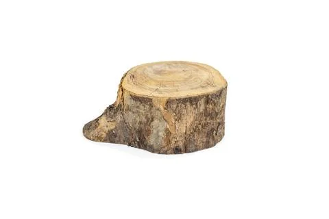 Tree trunk cross section for product display, isolated Foto stock