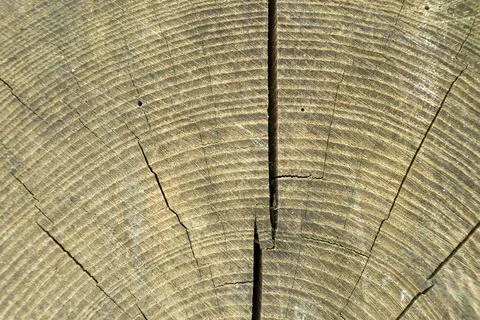 Tree trunk cross-section revealing annual growth rings and natural patterns Stock Photos