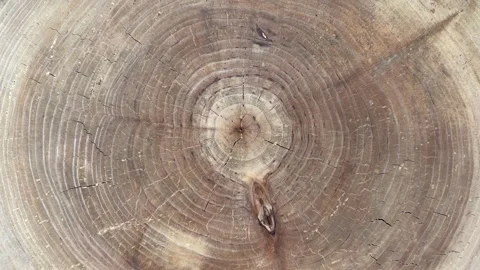 Tree Trunk Cross Section Slow Push In Close Up Stock Footage 332259604