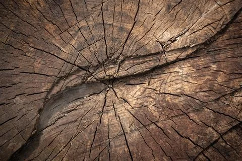 Tree trunk cross section with visible growth rings and cracks, showing natura 库存照片