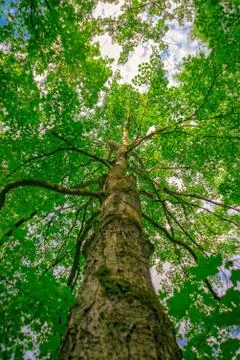Tree from the trunk to the crown Stock Photos