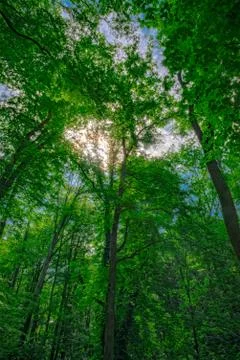 Tree from the trunk to the crown Stock Photos