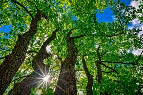 Tree from the trunk to the crown Stock Photos