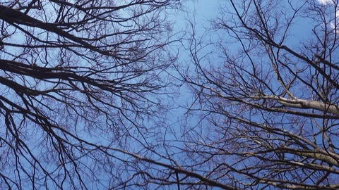Tree trunk  crown without leaves against a blue sky Stock Footage 128602749