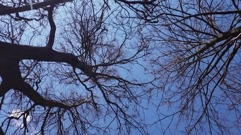 Tree trunk  crown without leaves against a blue sky Stock Footage 128603040