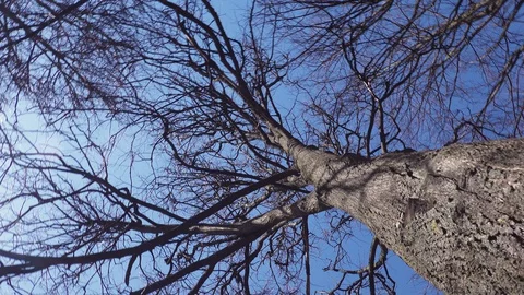 Tree trunk  crown without leaves against a blue sky Stock Footage 128603295