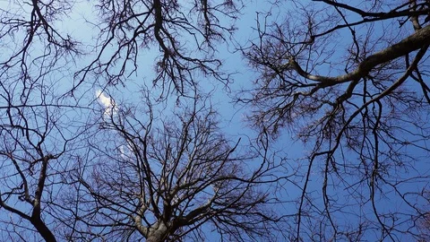 Tree trunk  crown without leaves against a blue sky Stock Footage 128603440